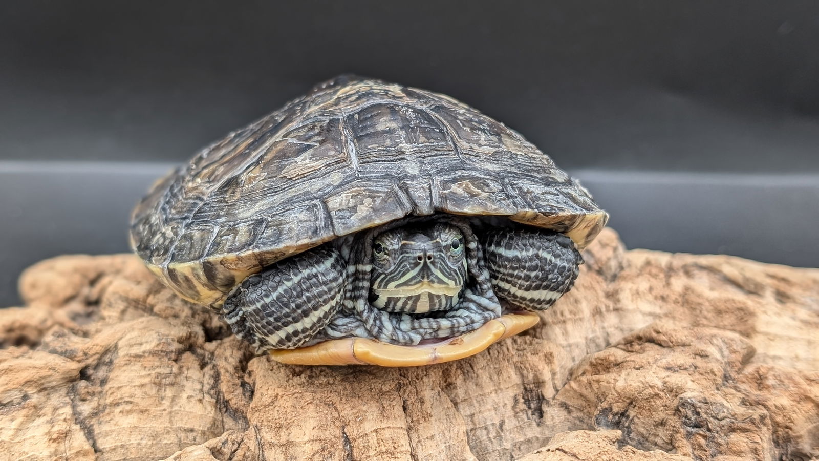 adoptable Turtle in Pefferlaw, ON named Gretchen