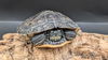 adoptable Turtle in  named Gretchen