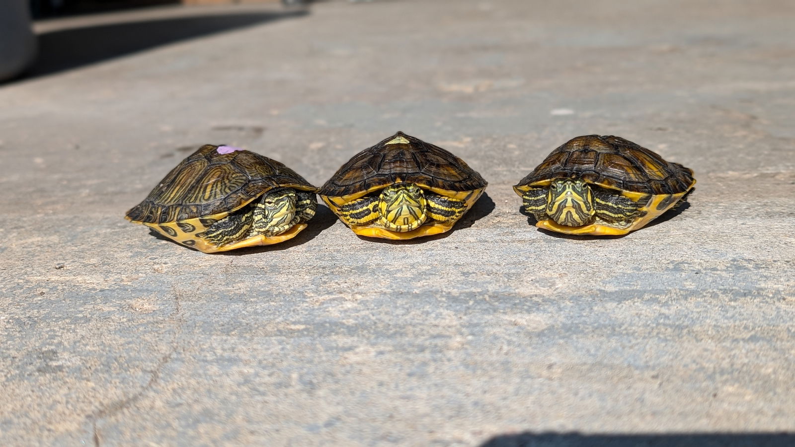 adoptable Turtle in Pefferlaw, ON named Tosca