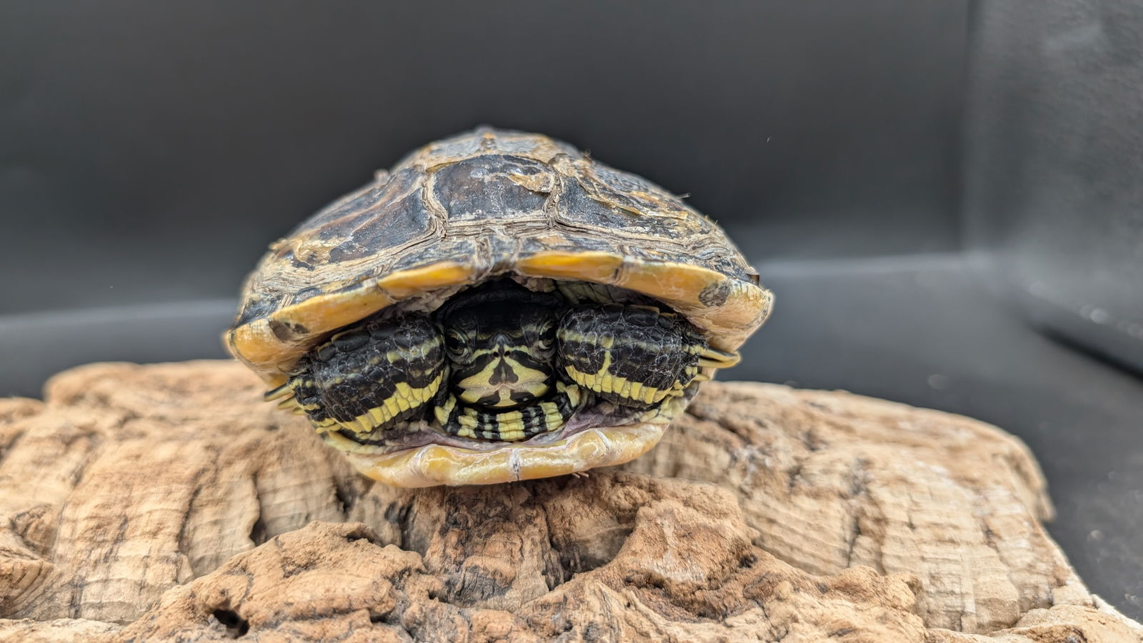 adoptable Turtle in Pefferlaw, ON named Frotle