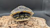 adoptable Turtle in  named Frotle