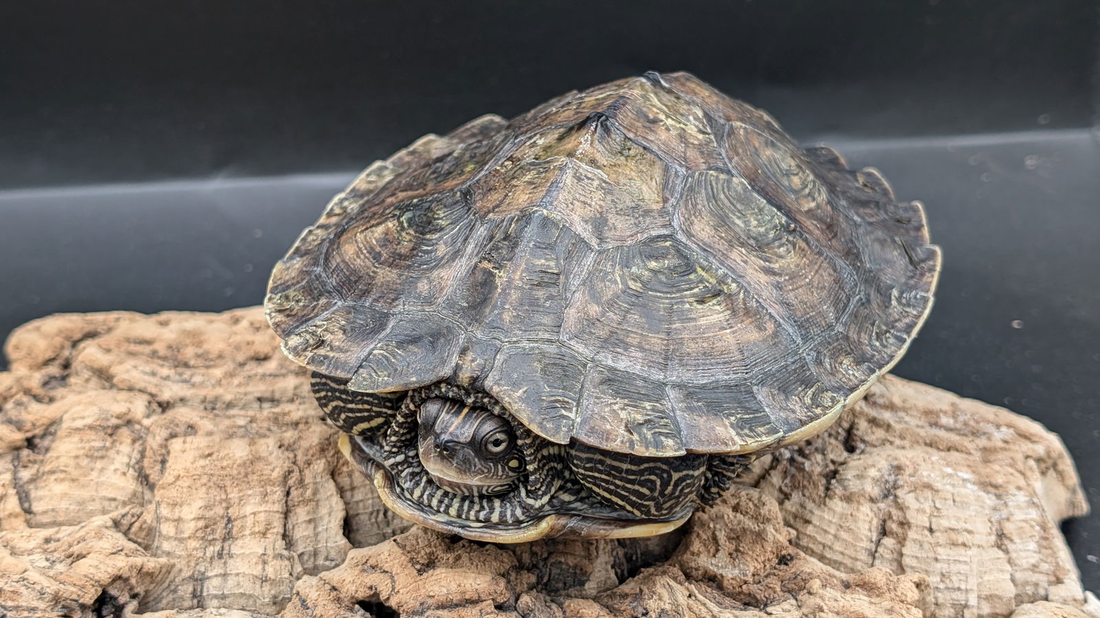 adoptable Turtle in Pefferlaw, ON named Ruby