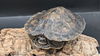 adoptable Turtle in , ON named Ruby