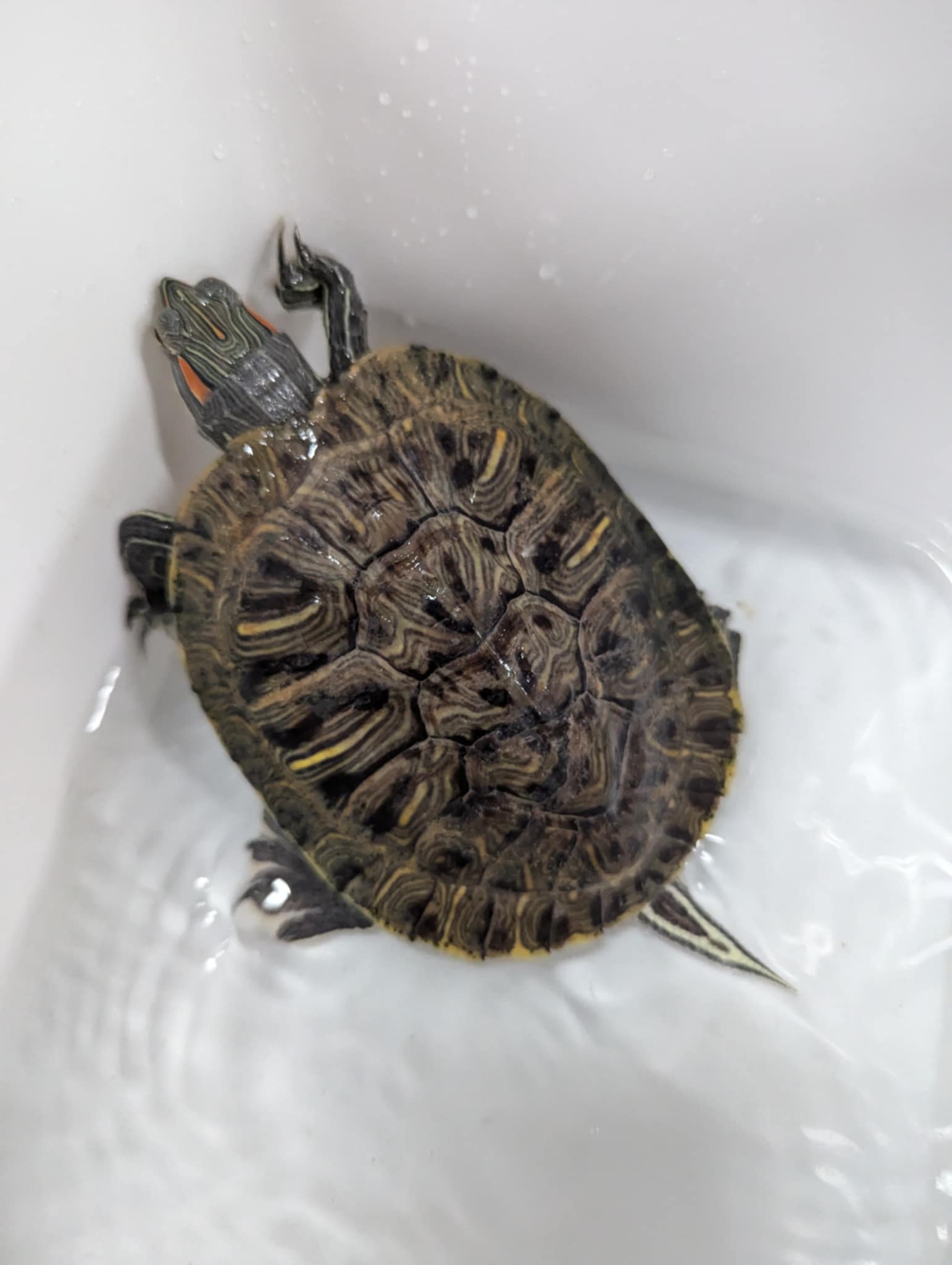 adoptable Turtle in Pefferlaw, ON named Little Hoss