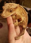 adoptable Gecko in , ON named Bo