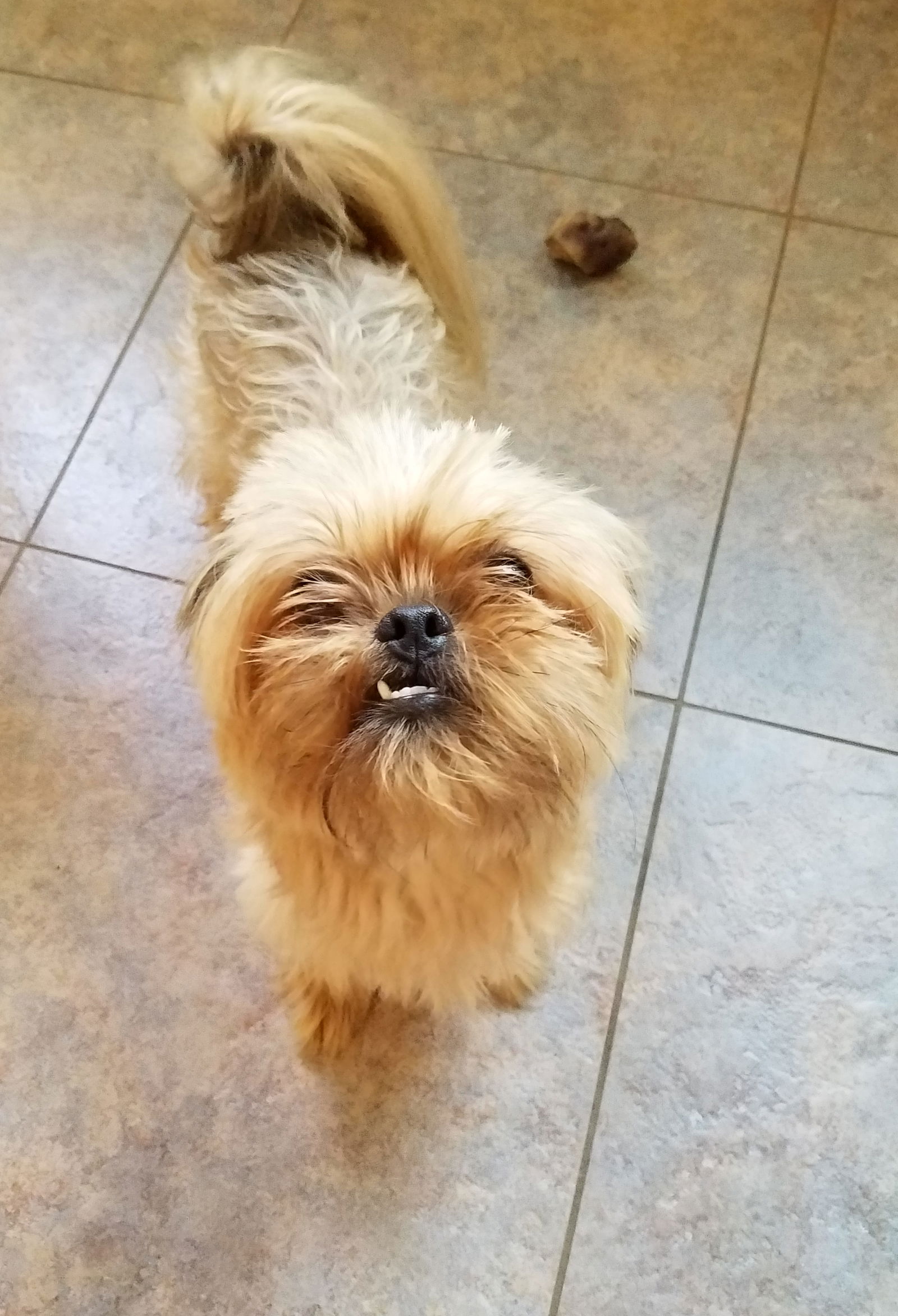 Yorkshire terrier 2024 pekingese mix