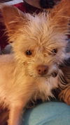 Cinnamon