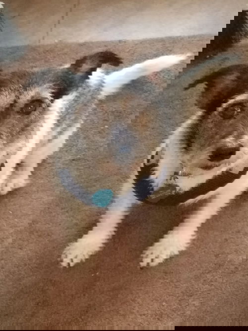 Toby2