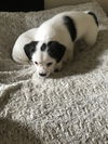 Louie