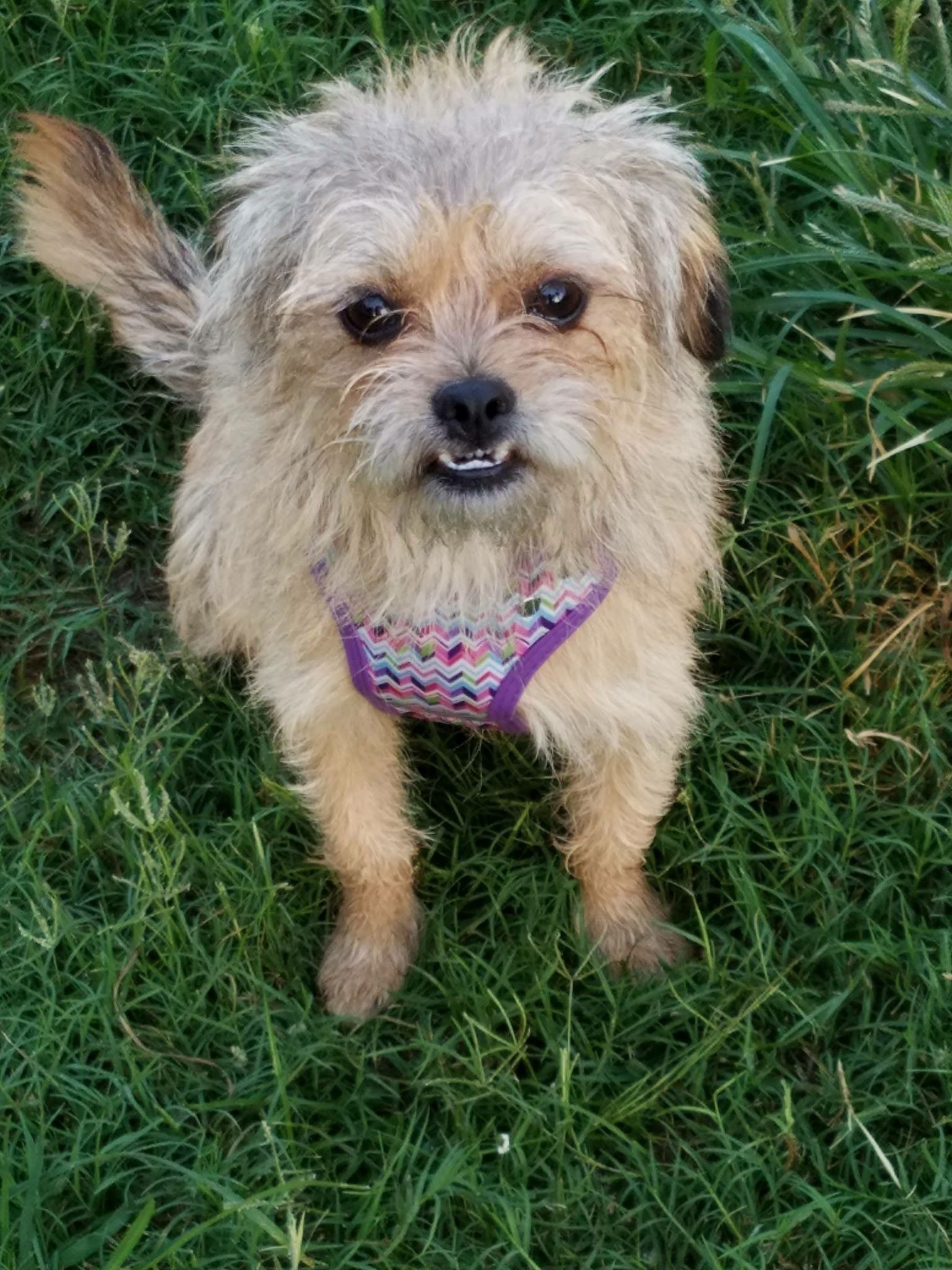 Brussels griffon best sale mixed with yorkie