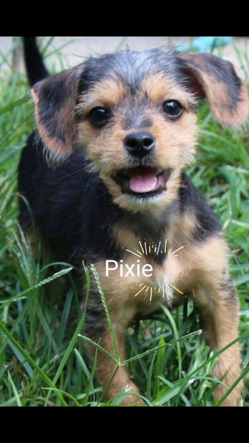 Pixie
