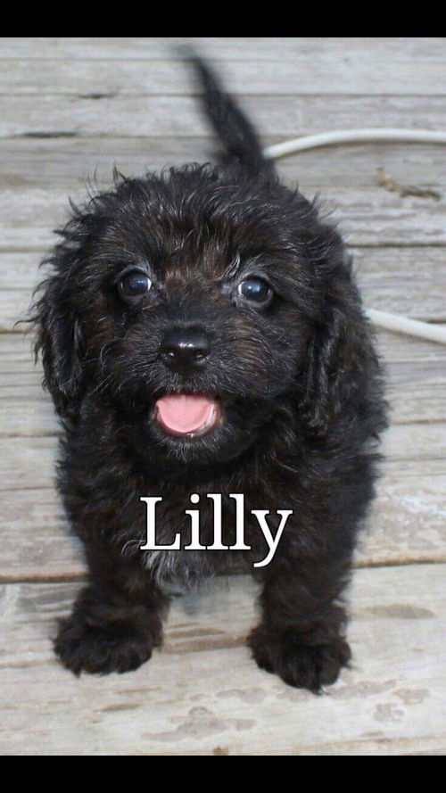 Lily