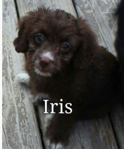 iris