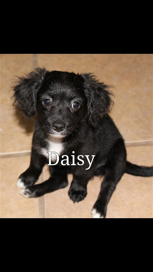 Daisy2