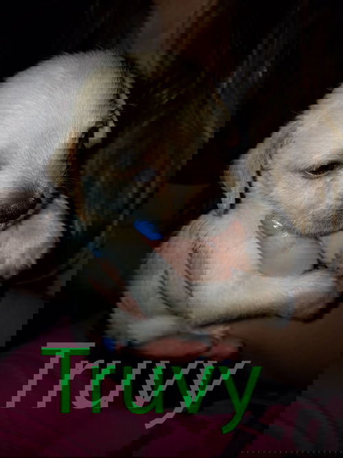Truvy