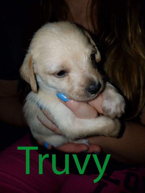 Truvy