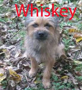 Whiskey