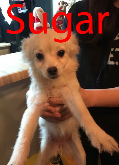 Sugar