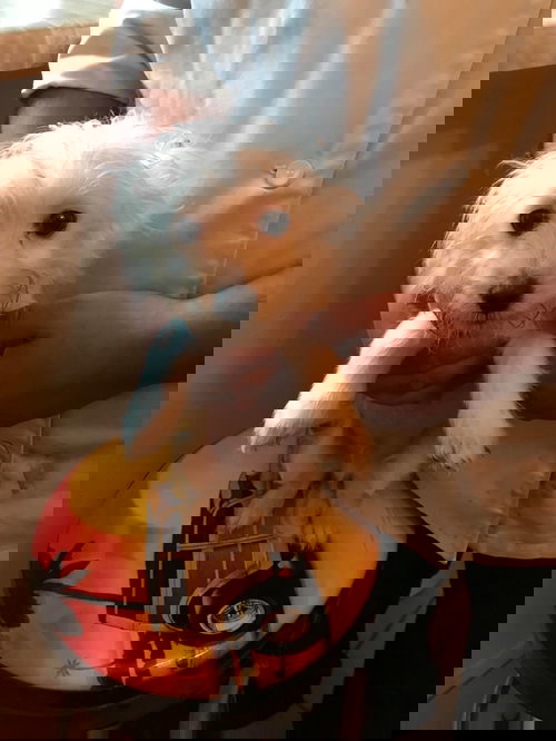 Cotton2