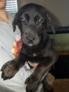 Runt