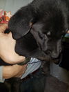 Runt
