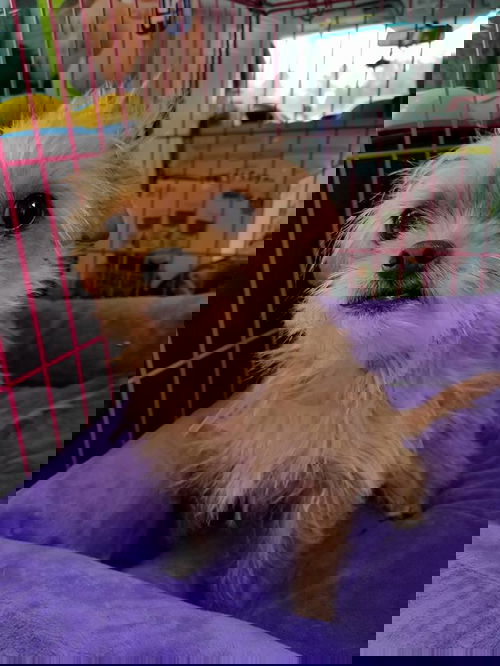 Cricket2