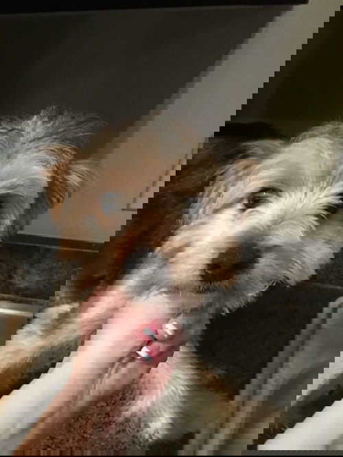 Roux