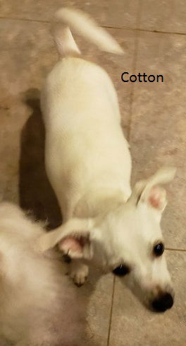 Cotton3
