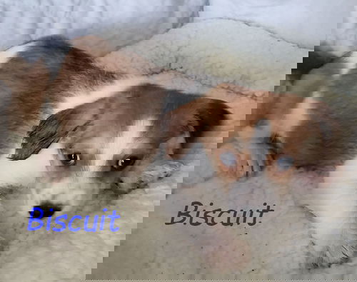 Biscuit2