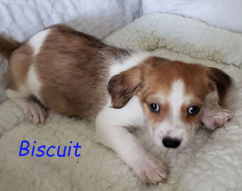 Biscuit2