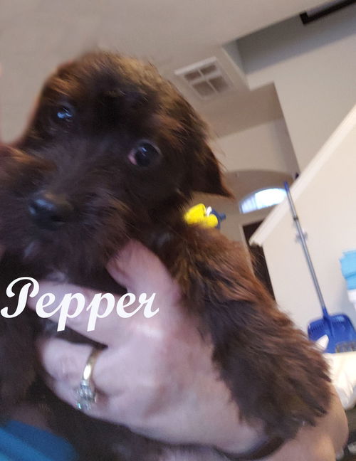 Pepper