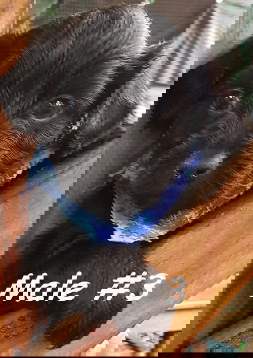 Bear2