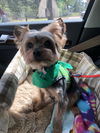Corky2
