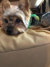 Corky2