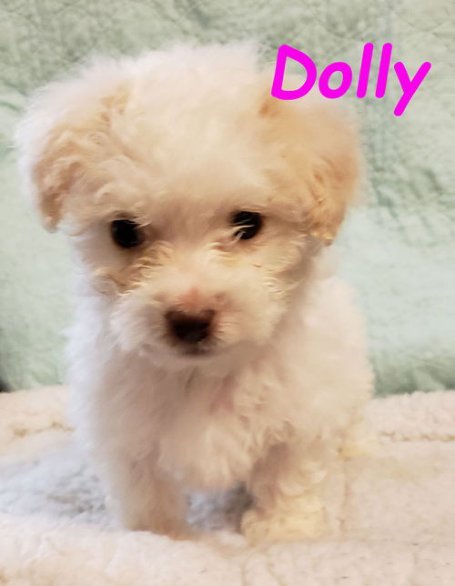 Dolly3