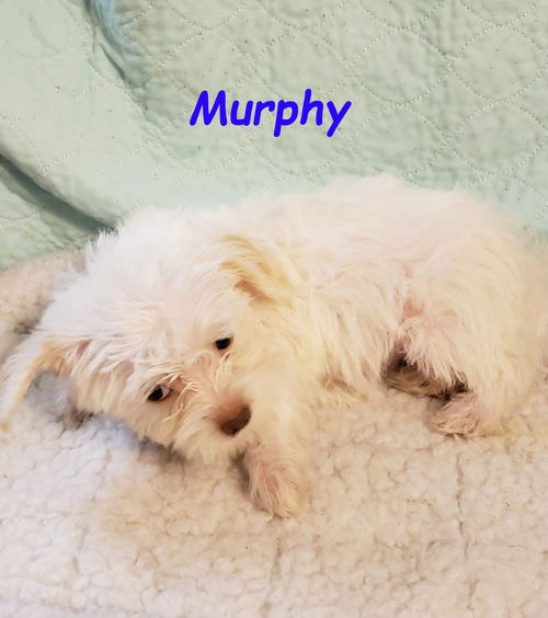 Murphy