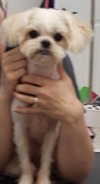 Lola2
