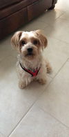 Louie2