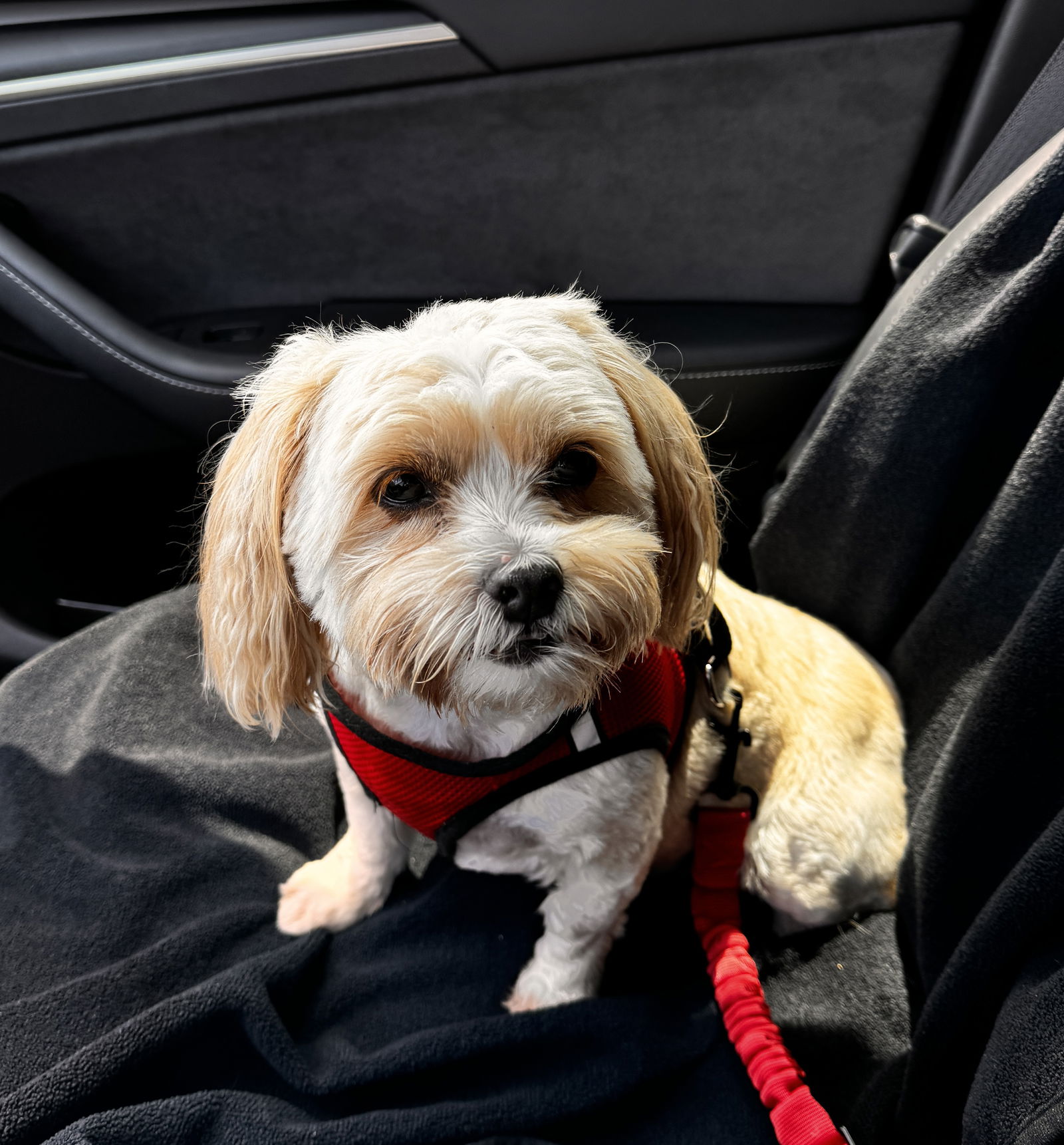 adoptable Dog in Spring, TX named Izzy