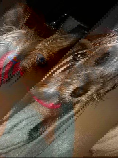 Toby8