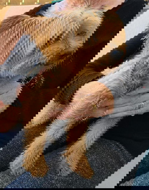 Cornelius