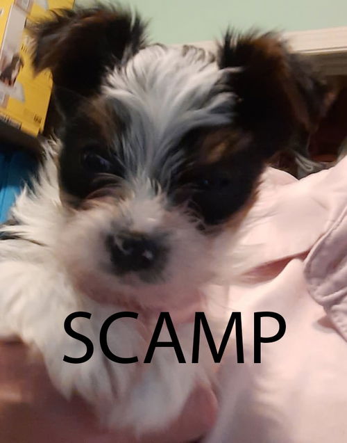 Scamp