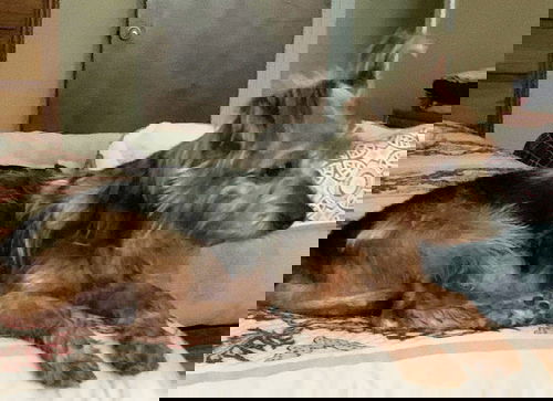 Bear3