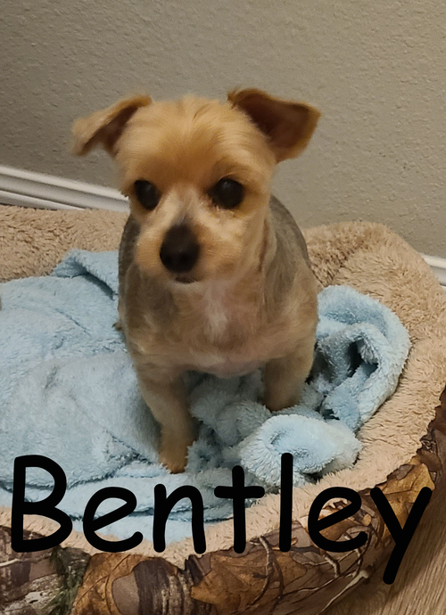 Bentley(3)