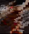 Eve