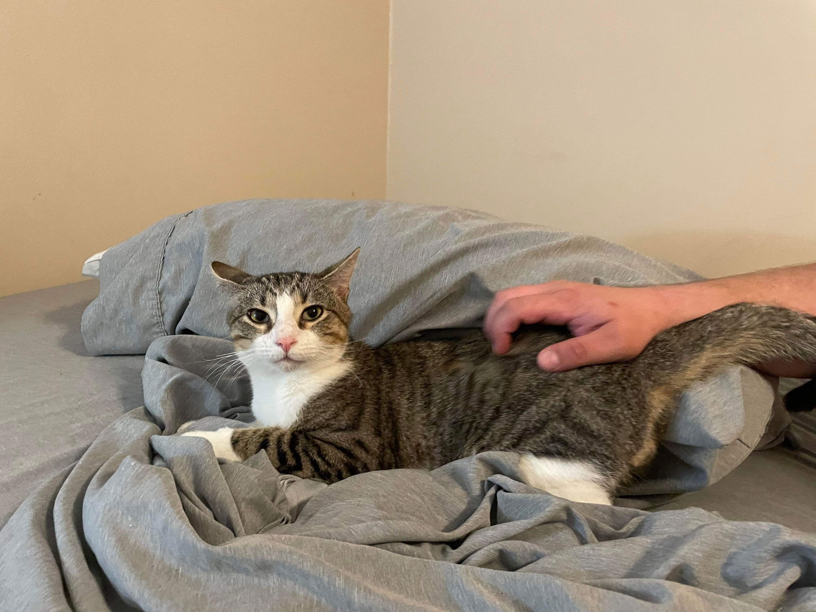 adoptable Cat in Spring, TX named Squirrel