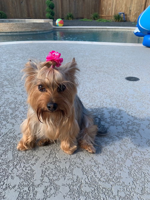 Lily(5)