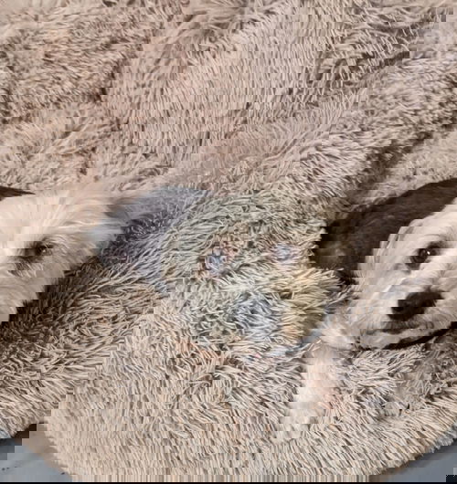 Banjo