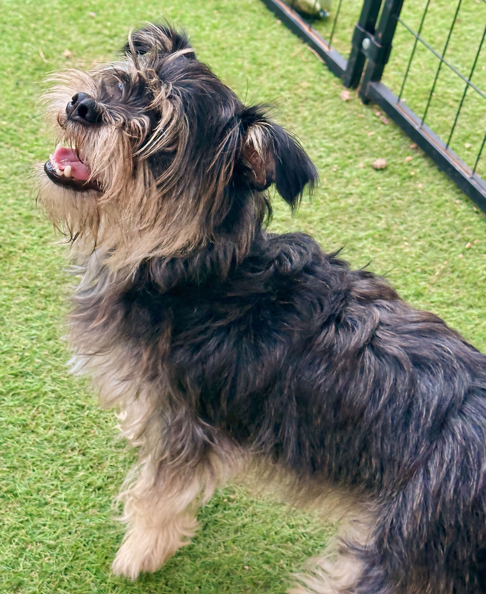 adoptable Dog in Spring, TX named Nibbles