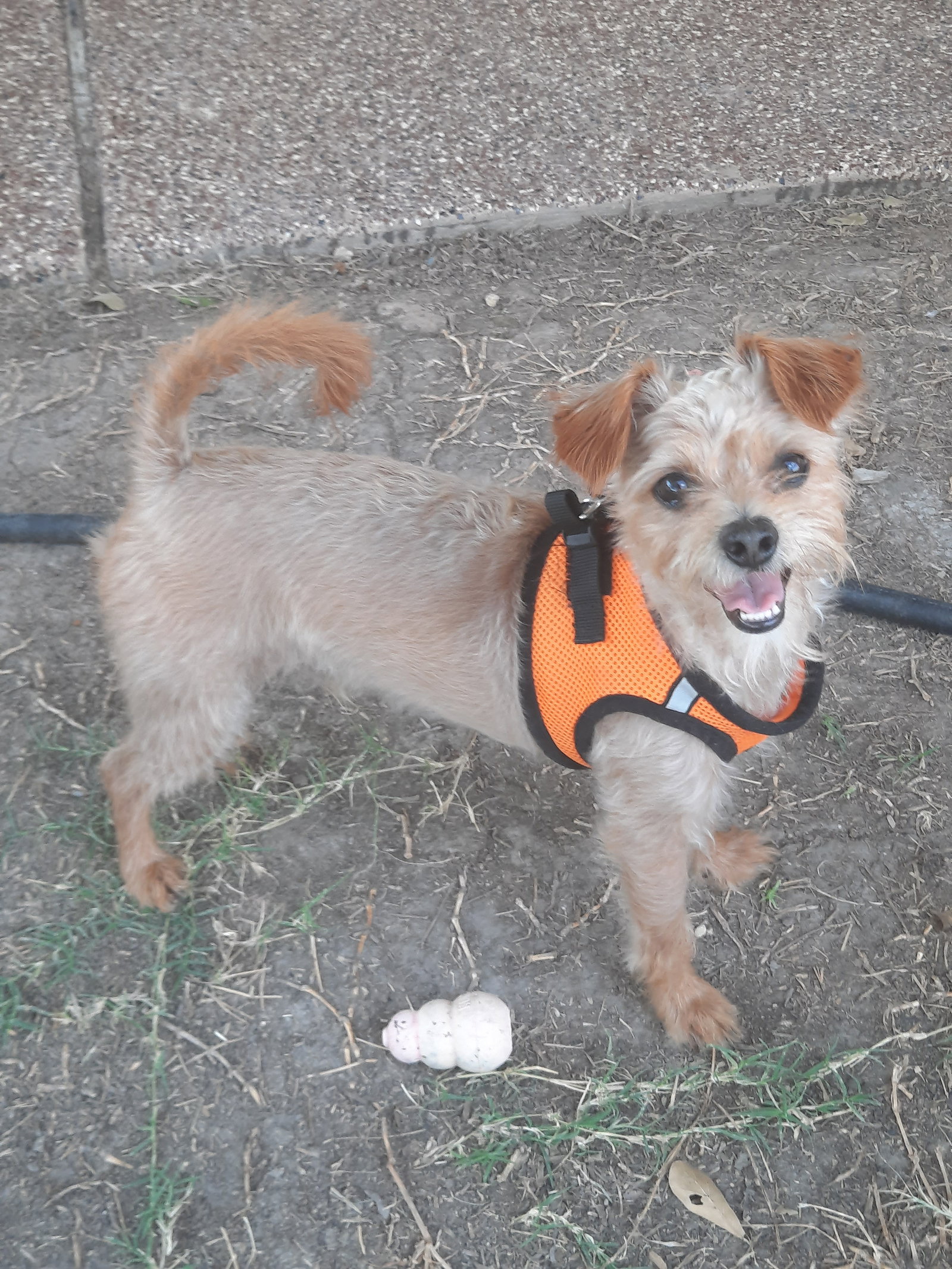 Dog for Adoption Elliott(2), a Yorkshire Terrier Yorkie in Huntsville